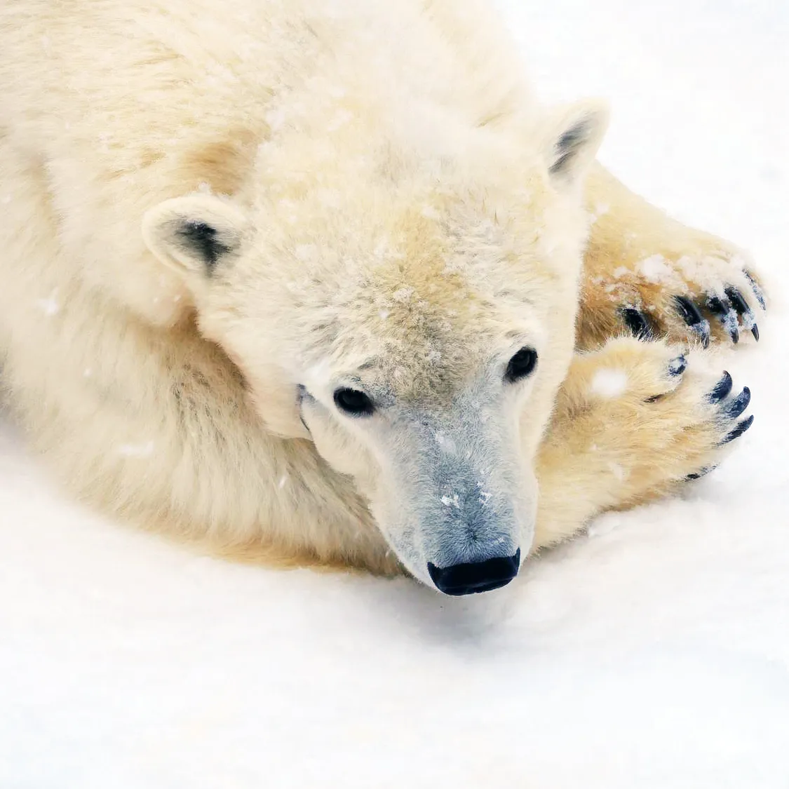 Asahiyama Zoo 04_Webp