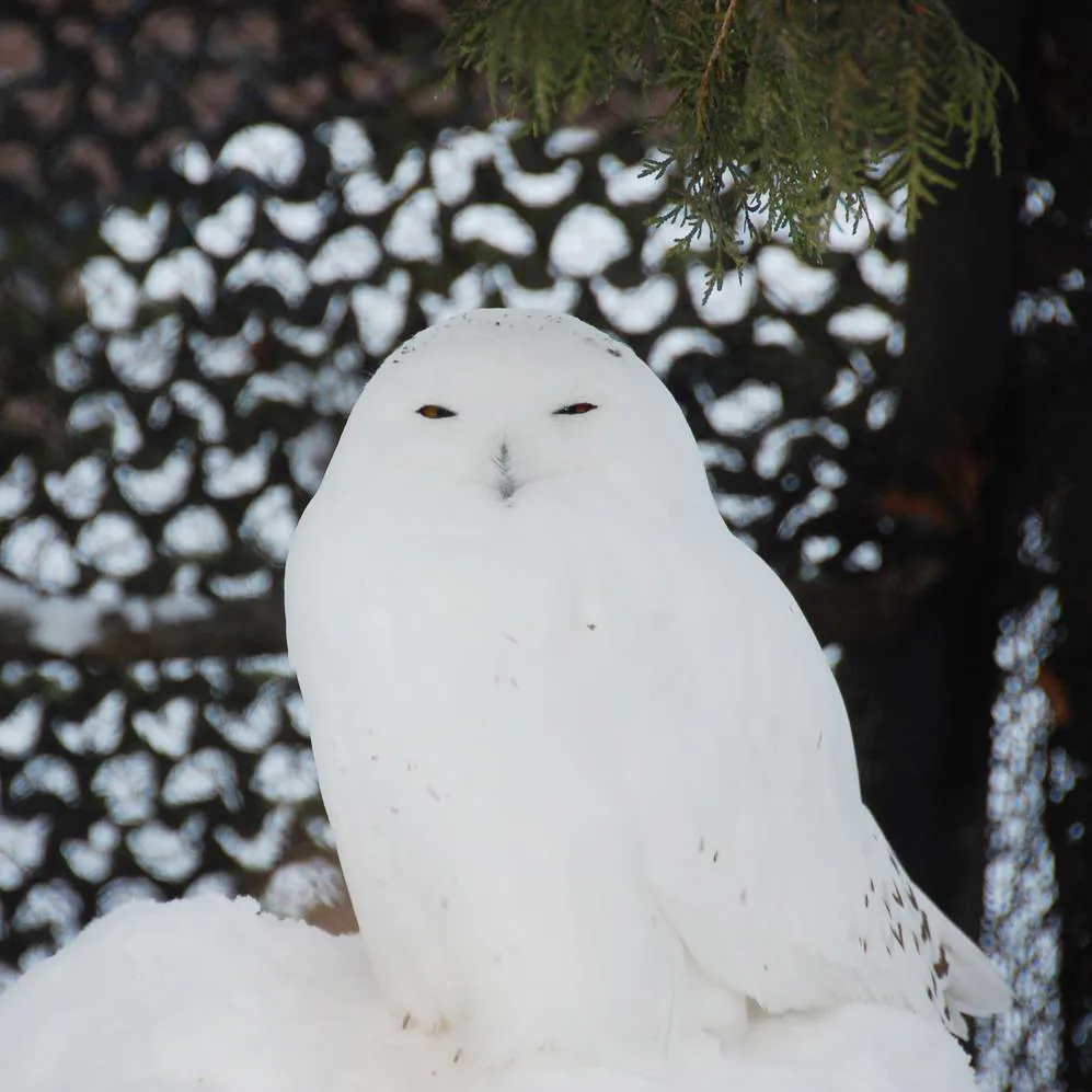 Asahiyama Zoo 05_Webp