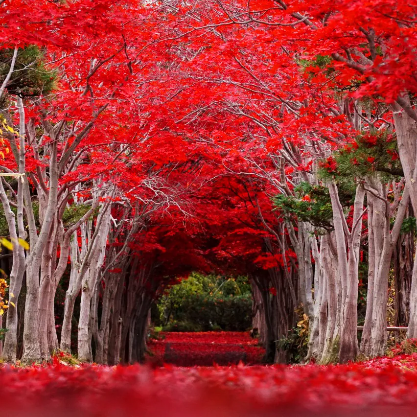 Hiraoka Jugei Center 1_Webp